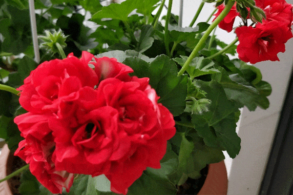 شمعدانی عطری